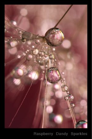 Raspberry Dandy Sparkles.jpg